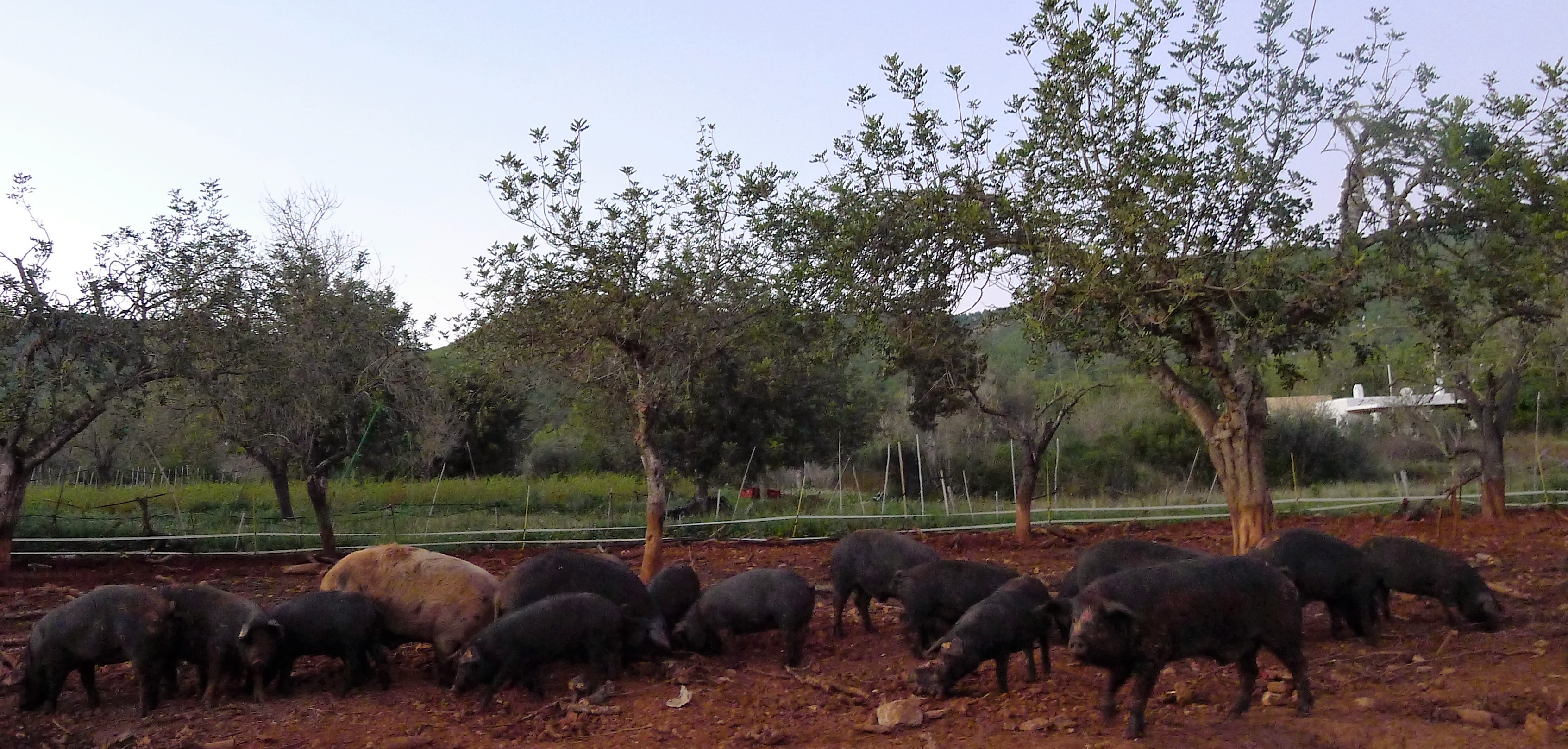 Porc negre de Ibiza